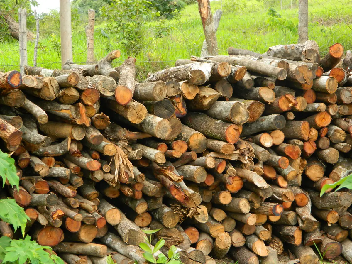 Comment faire sécher le bois de chauffage rapidement ? En 4 étapes impressionnantes