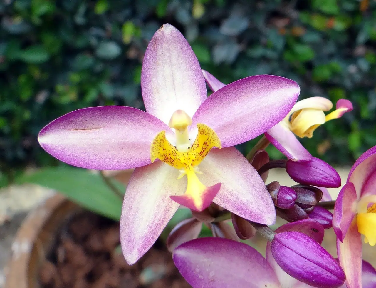 Comment planter des orchidées au sol. 2 étapes faciles