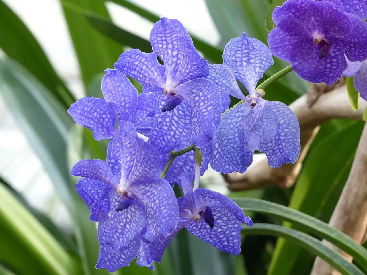 Comment teindre les orchidées en bleu. 2 façons simples